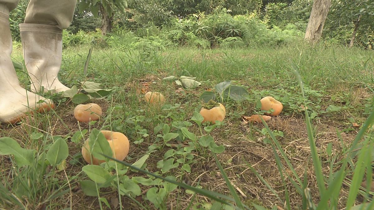 一部が赤く熟し落果　猛暑で庄内柿の生育に影響　収量2割減少の見通し