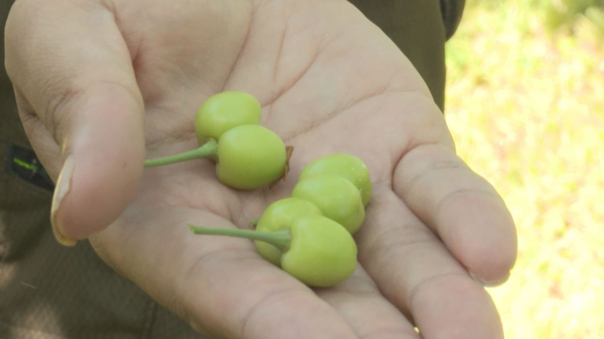 去年の猛暑に加え雪が少なく乾燥も要因の一つ　山形県内でサクランボの「双子果」目立つ