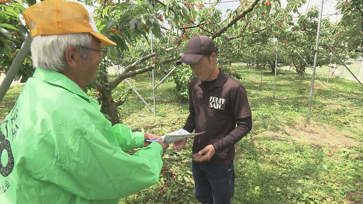 今年すでに8件発生　サクランボ収穫作業中の事故　キャンペーンで防止呼びかけ