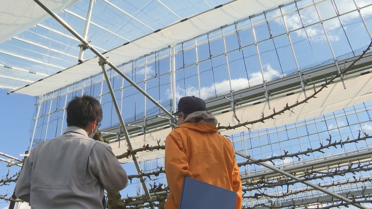 霜や高温被害を減らす効果を期待　山形県が新型の「雨よけハウス」設計　サクランボ栽培へ