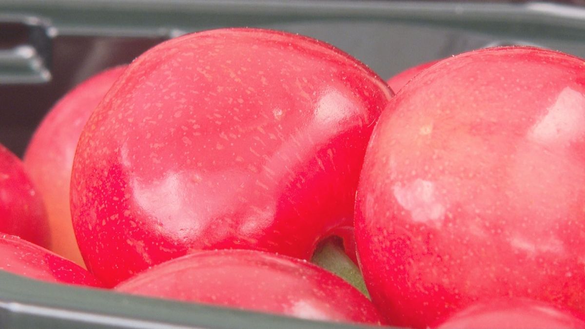 寒河江市や河北町でハウスサクランボの出荷始まる　「母の日」前後が需要のピーク