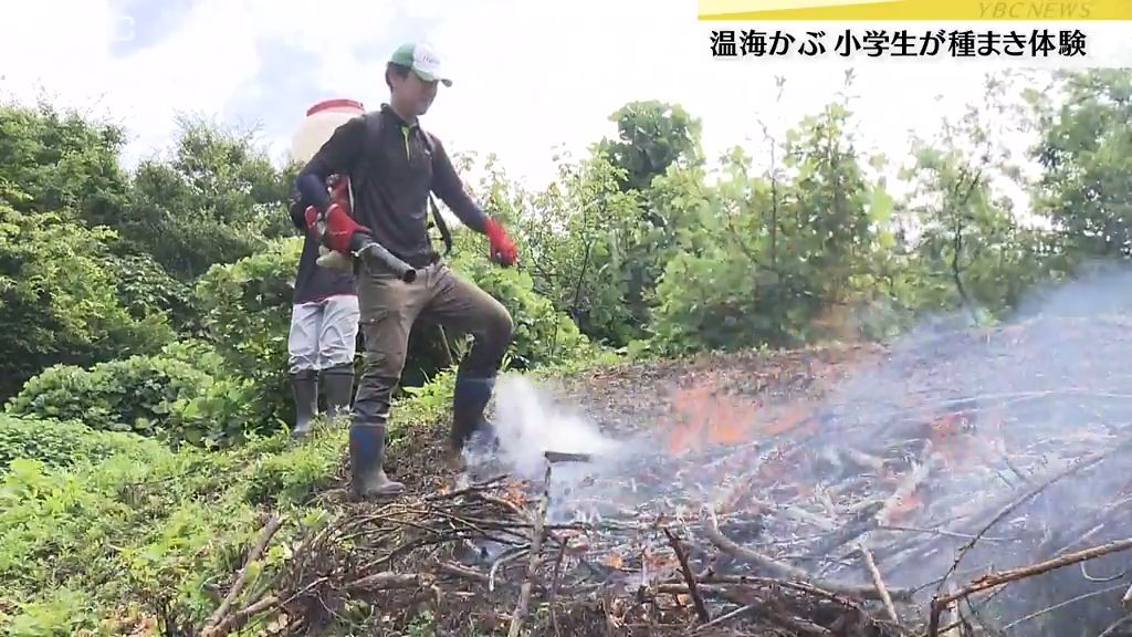 在来野菜・鶴岡市の「温海かぶ」の焼畑農業、地元の小学生が学ぶ