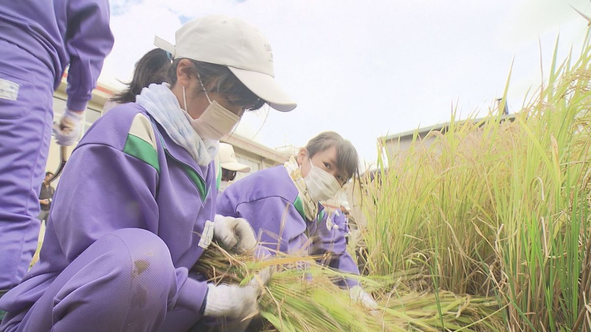 「育てている人の気持ちがわかった」　酒田市の小学生が自分たちで田植えしたコメを収穫