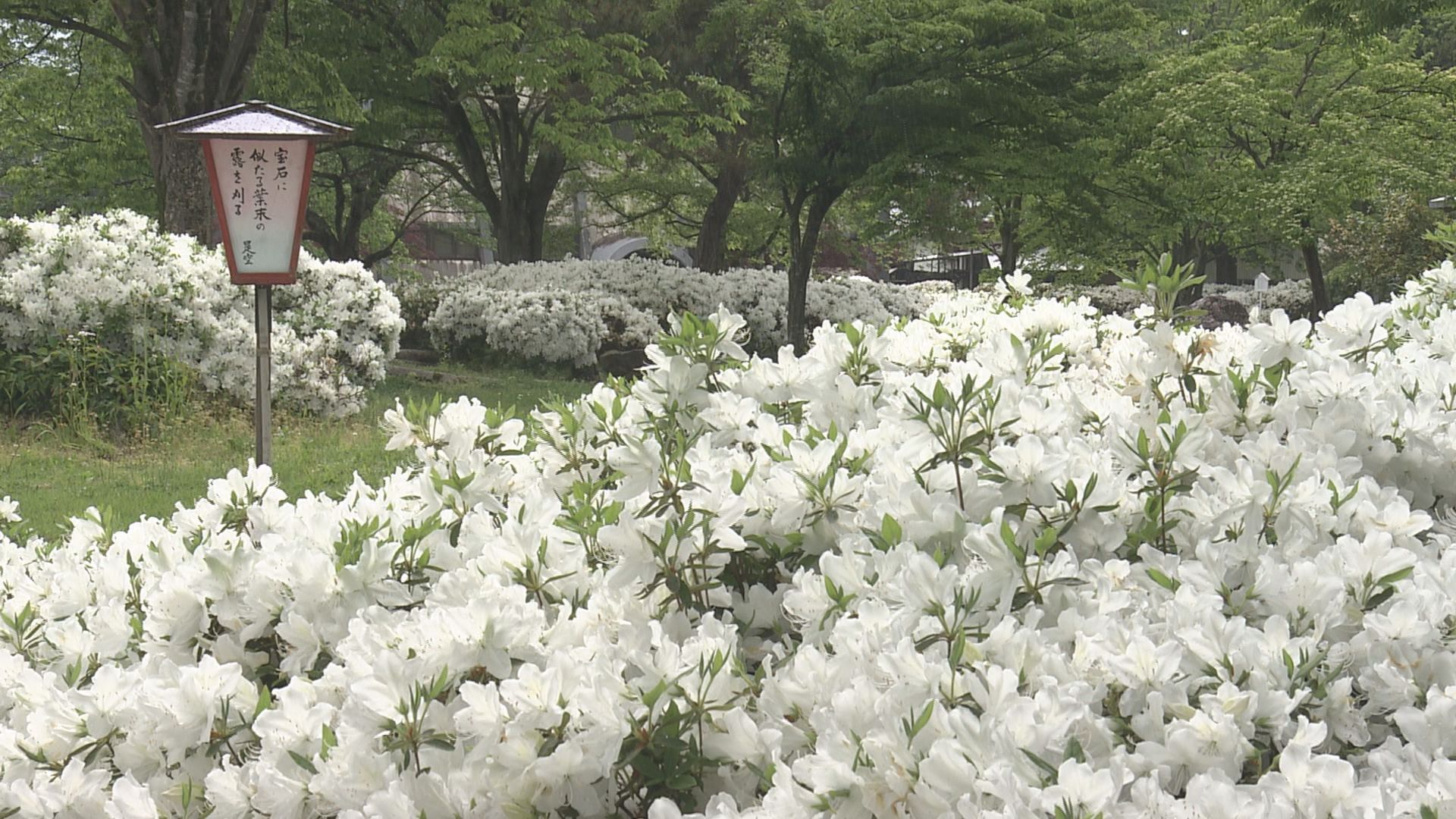 長井市の公園で初夏の花「白ツツジ」満開 5月いっぱい「白つつじまつり
