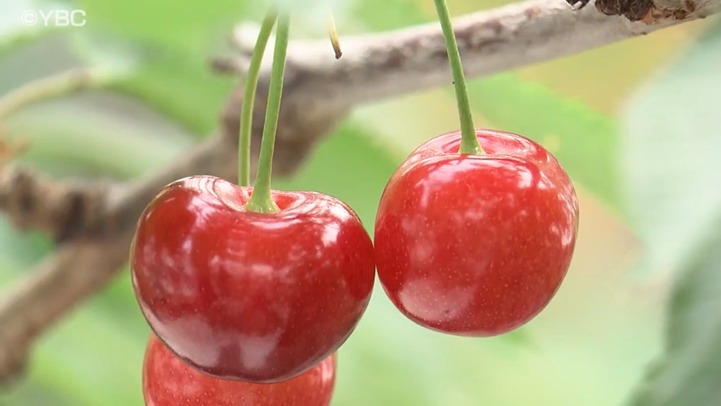 日本一早く出荷する「超促成栽培」のサクランボ 全国へ今年の初出荷