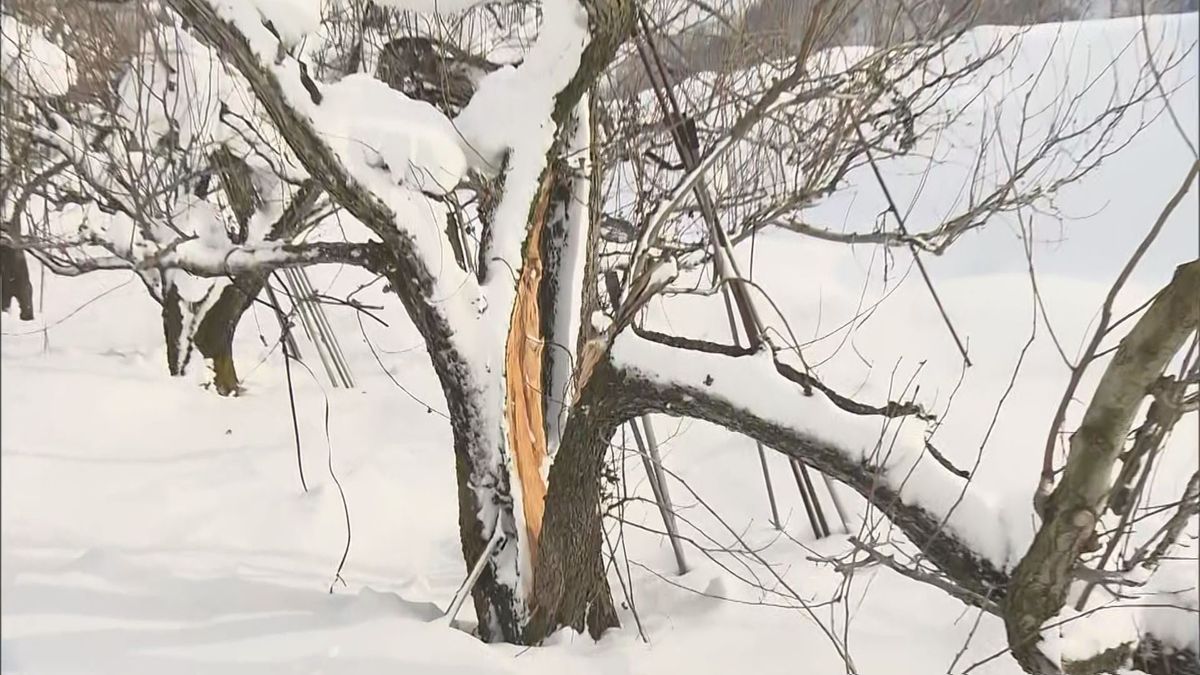 果樹の枝折れなど農業被害　除排雪の費用も増加　大雪による財政負担で山形県などが国に要望