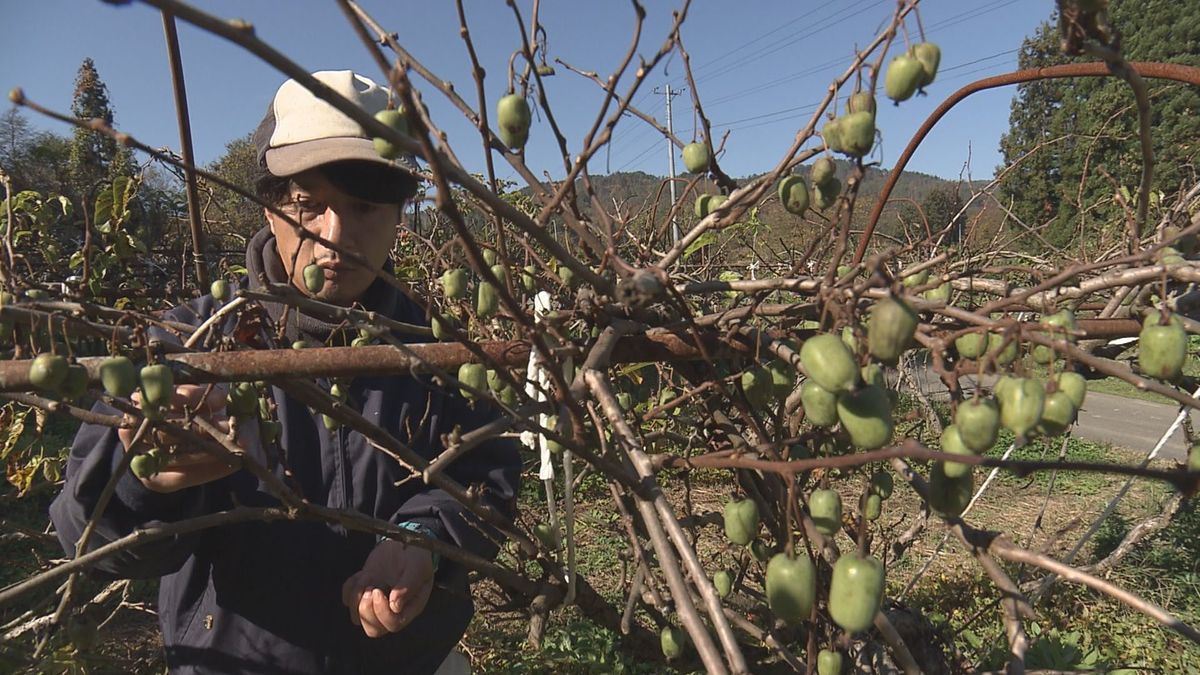 山形県内20地点で今シーズン一番の冷え込み　飯豊町ではコクワの実の収穫盛ん