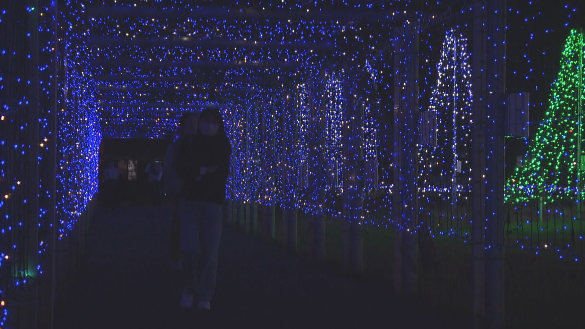 鶴岡市で15万個のイルミネーションが藤棚彩る 住民有志グループが