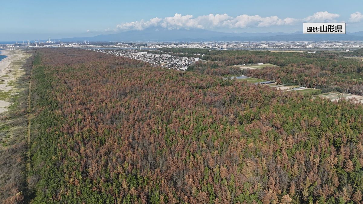 本当に何百年という単位で見守っていかなければならない」庄内海岸林の 