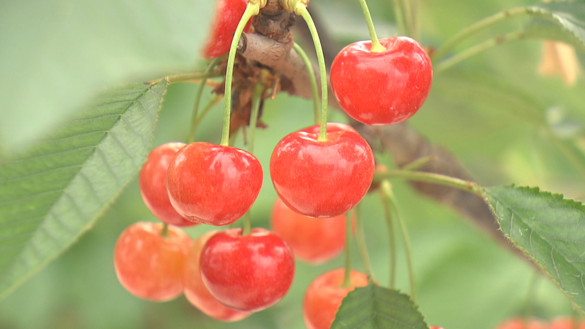 令和に入って最高の上げ幅 超促成栽培の山形県産サクランボ 去年150万
