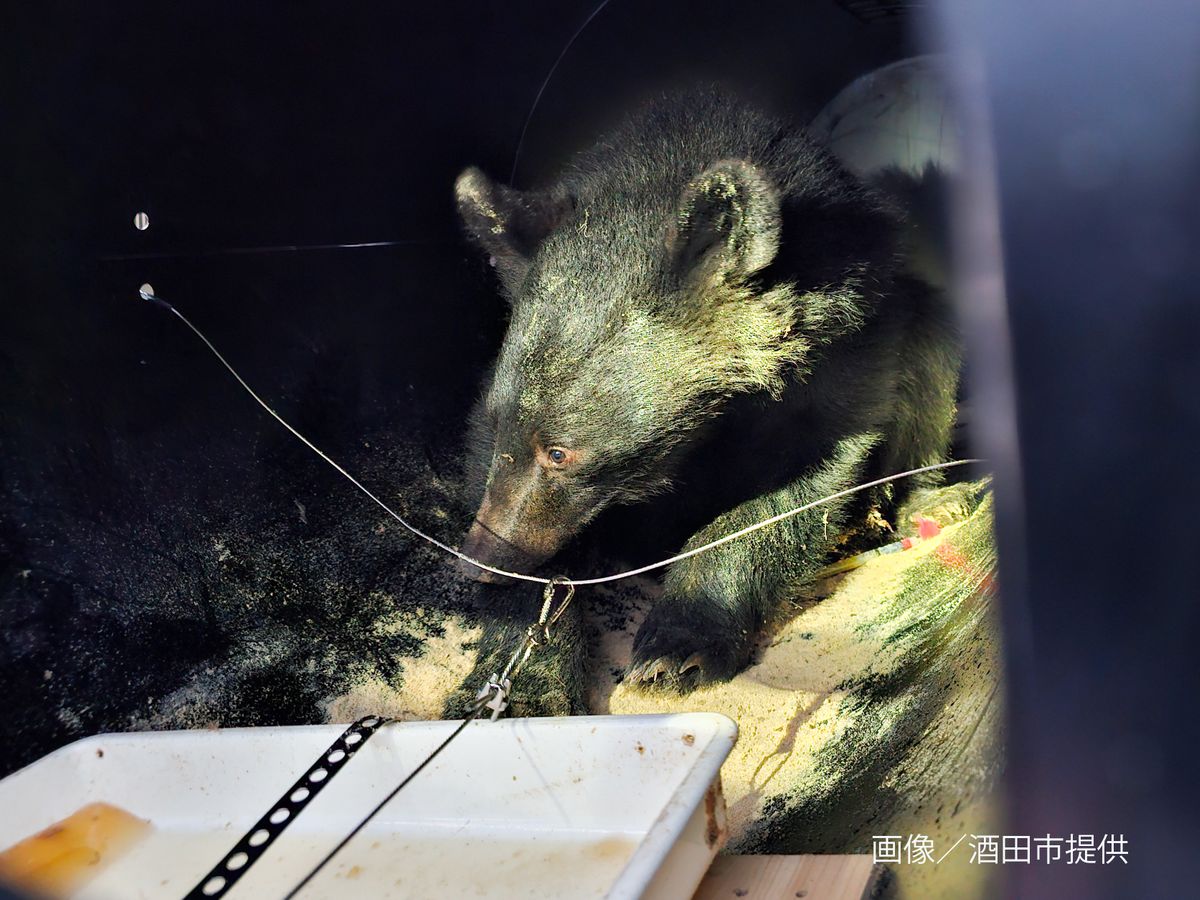 当時のメディア報道・掲載写真