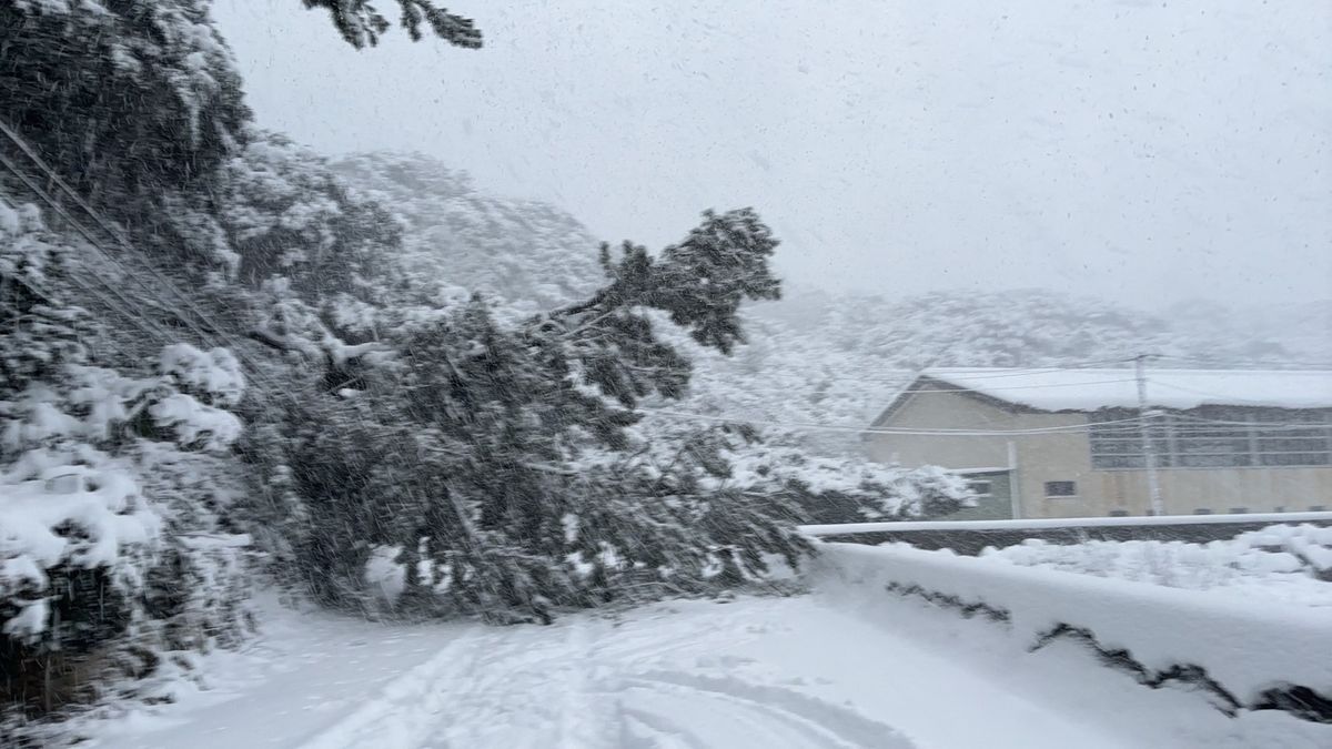 酒田市飛島で積雪50センチか　倒木が電線にかかり断線した場合　停電や断水の可能性