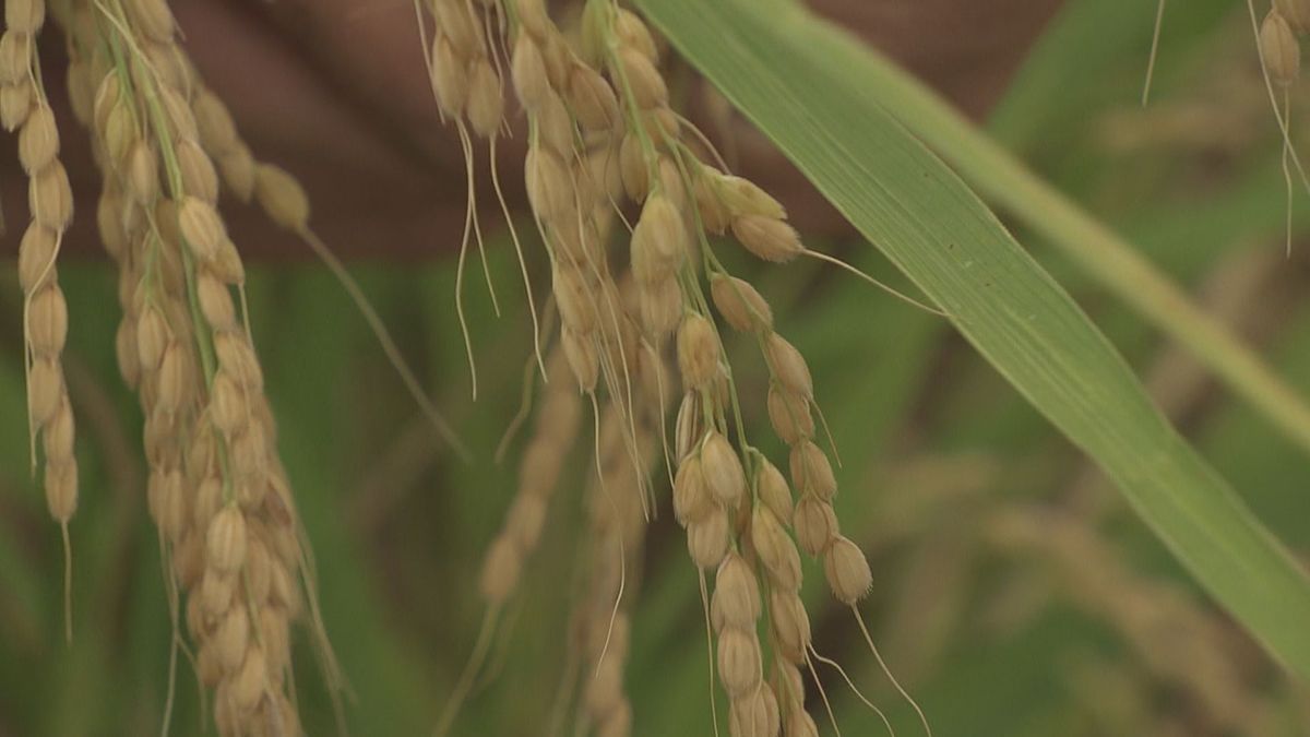 猛暑が予想される夏　コメの生育に影響出ないよう山形県やJAの関係者らが検討会議