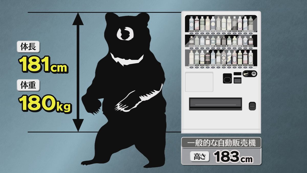 くまごろー様確認用 山形市でわなに1メートル80センチの巨大グマがかかる 猟友会が駆除