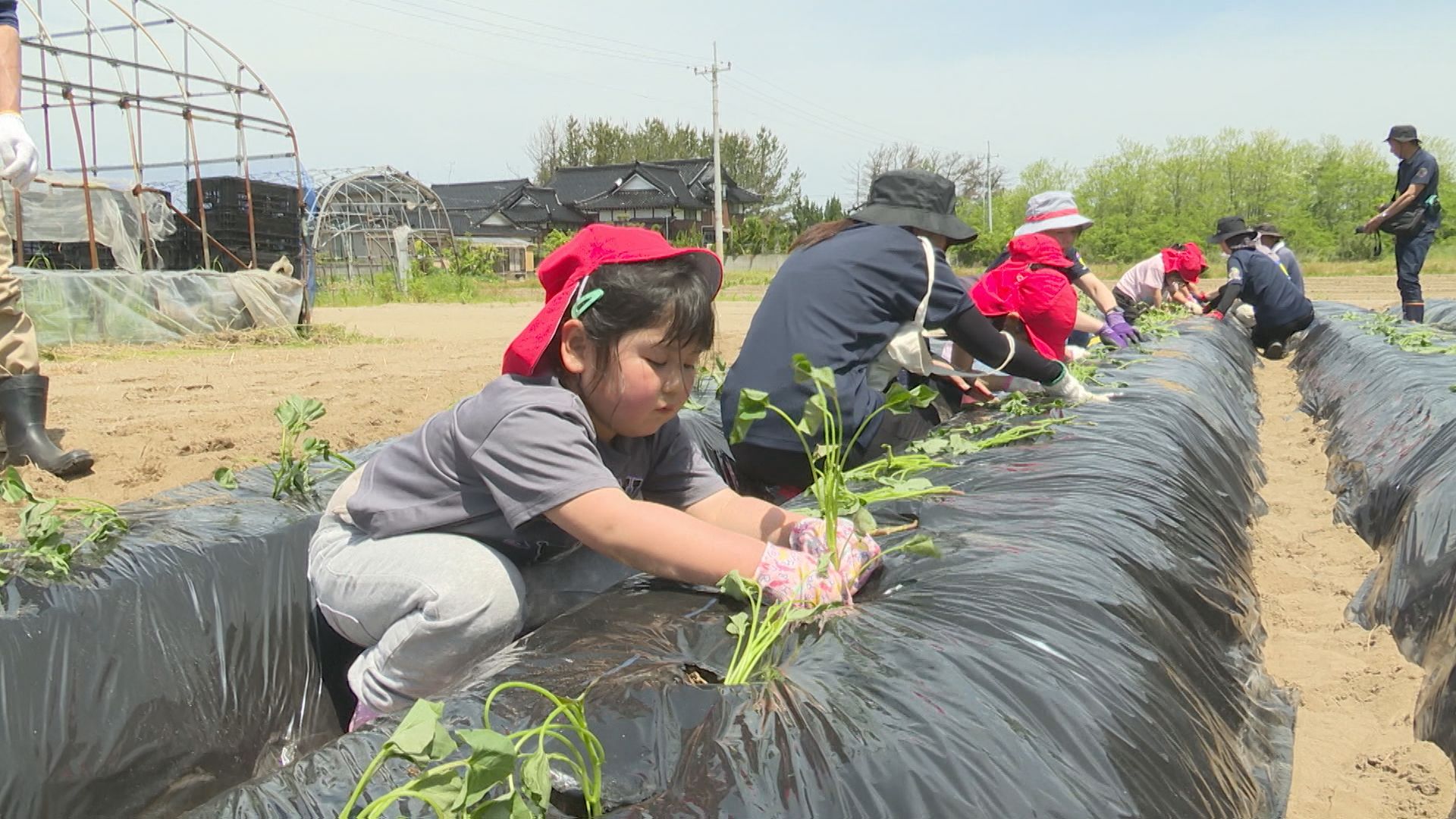 大きくなーれ」酒田市の園児がサツマイモ苗植えに挑戦 地元農家と交流
