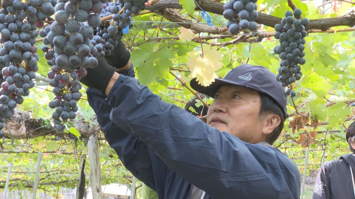 「生産者に感謝を」　大手酒類メーカーがワインにつながるブドウを収穫体験