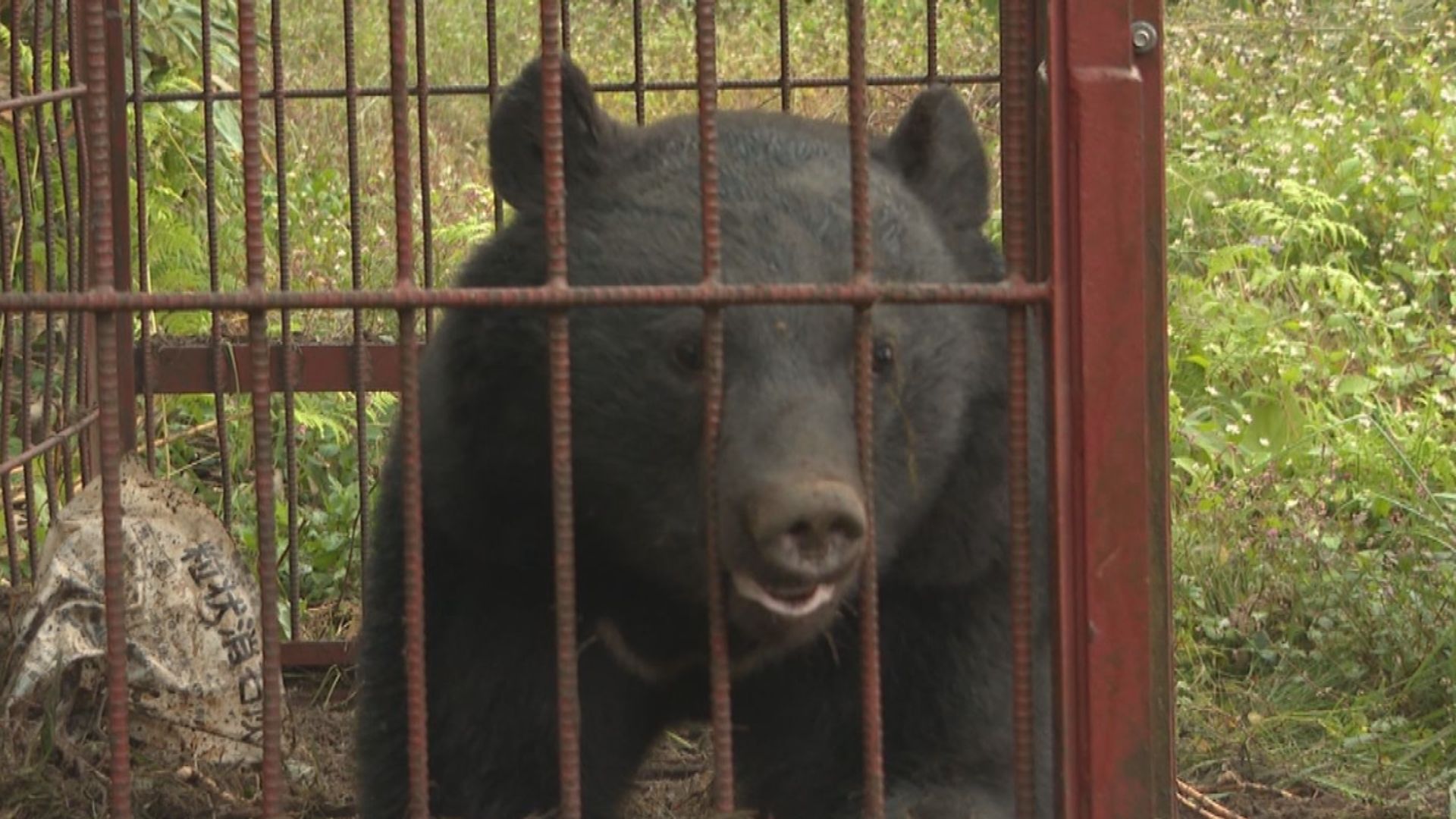 クマに襲われ5人が重軽傷 イノシシも出没 農作物への被害相次ぐ 今年の