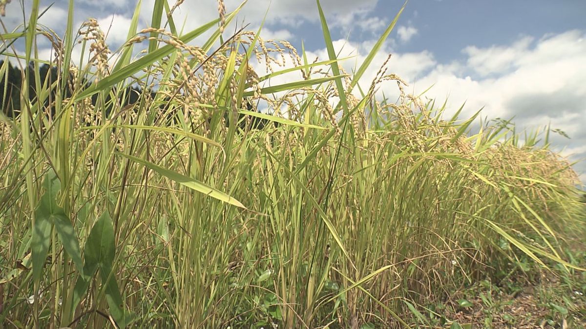 山形県内のことしのコメ作況指数「やや不良」　大雨被害の庄内・最上地域は「不良」