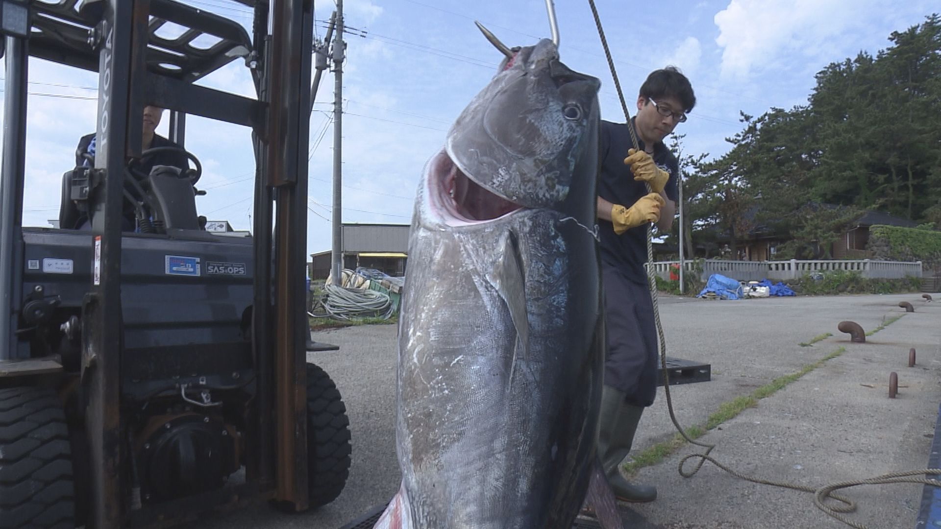 庄内沖でクロマグロの水揚げ盛ん 「大型」は今シーズンの漁獲量の上限