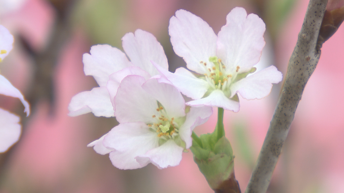冬に花を咲かせるサクラ「啓翁桜」の出荷が西川町で始まる 夏の猛暑で