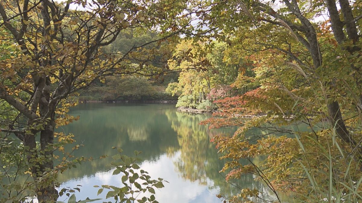 朝晩の寒暖差が木々の色づきを鮮やかに　山形市蔵王の「ドッコ沼」　紅葉見頃