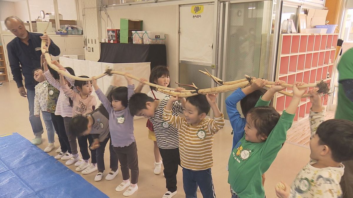 まるで刀みたいな「サムライレンコン」　鶴岡市の大山上池と下池で収穫　園児たちが味わう