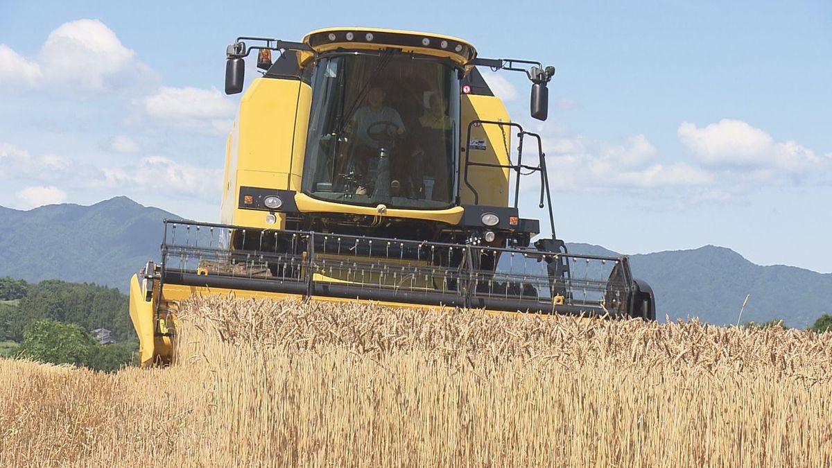 月山高原で栽培した小麦「ゆきちから」収穫　耕作放棄地の再生の取り組み4年目