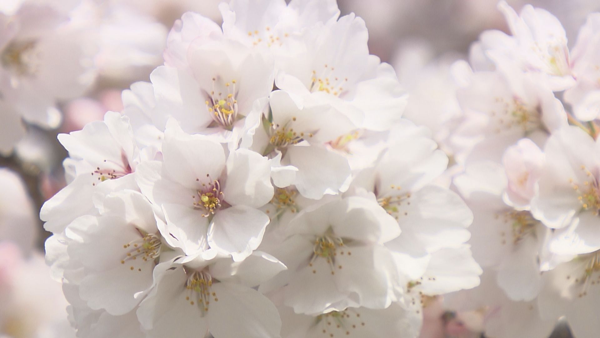 山形市の霞城公園 花見客でにぎわう 4月11日には満開に 8日からは夜に 