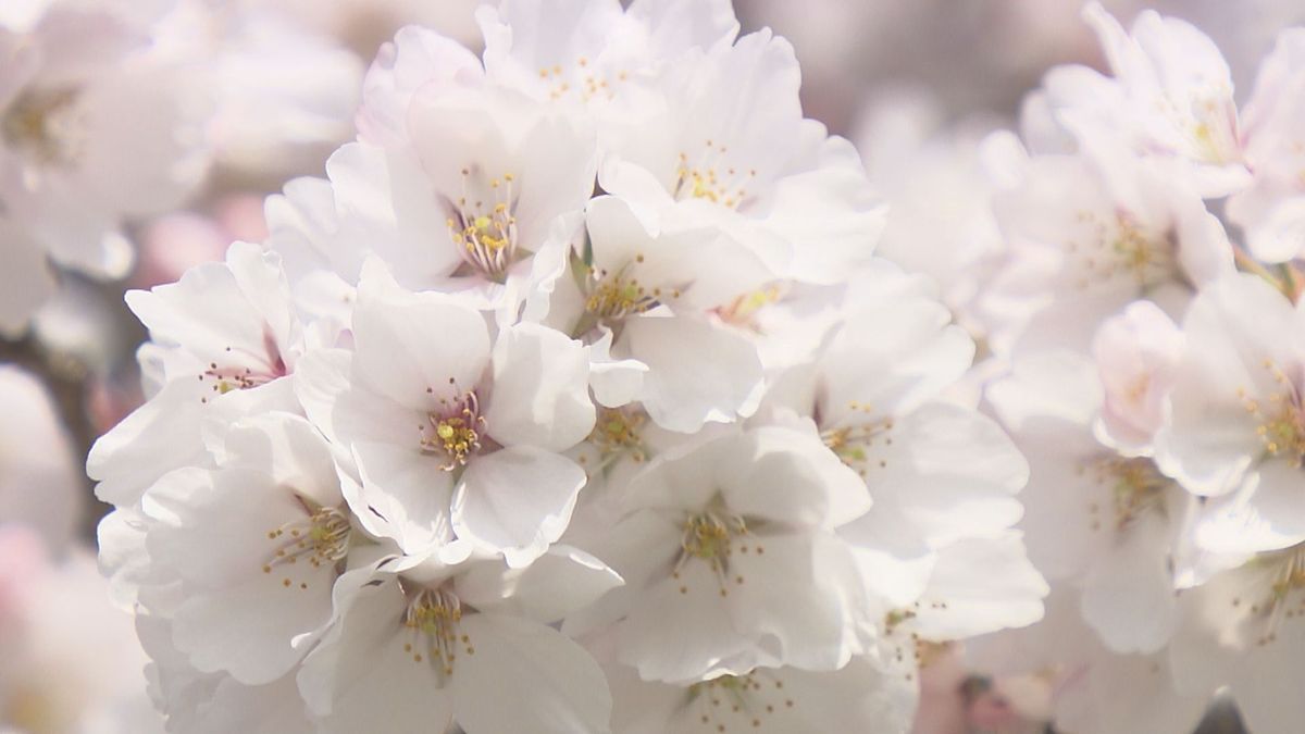山形市の霞城公園　花見客でにぎわう　4月11日には満開に　8日からは夜にライトアップ