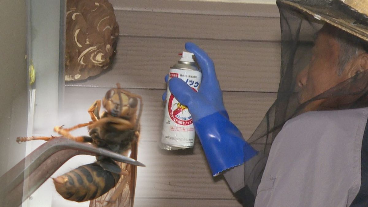 富貴蘭山取写真全部です15鉢以上ですスズメバチさん 富貴蘭山取写真