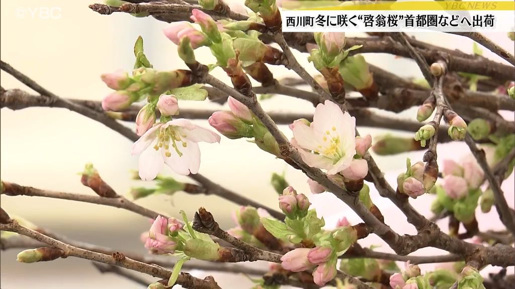 冬に咲くサクラ「啓翁桜」の出荷始まる　海外からの需要も高まり国内外で人気　山形・西川町