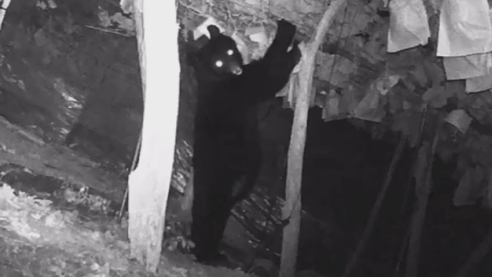 クマ食害の瞬間カメラが捉える 高級ブドウ「シャインマスカット