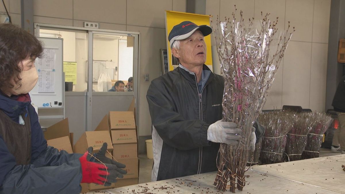 気温高くスキー場に枝を持っていき温度管理　東根市で啓翁桜の出荷始まる