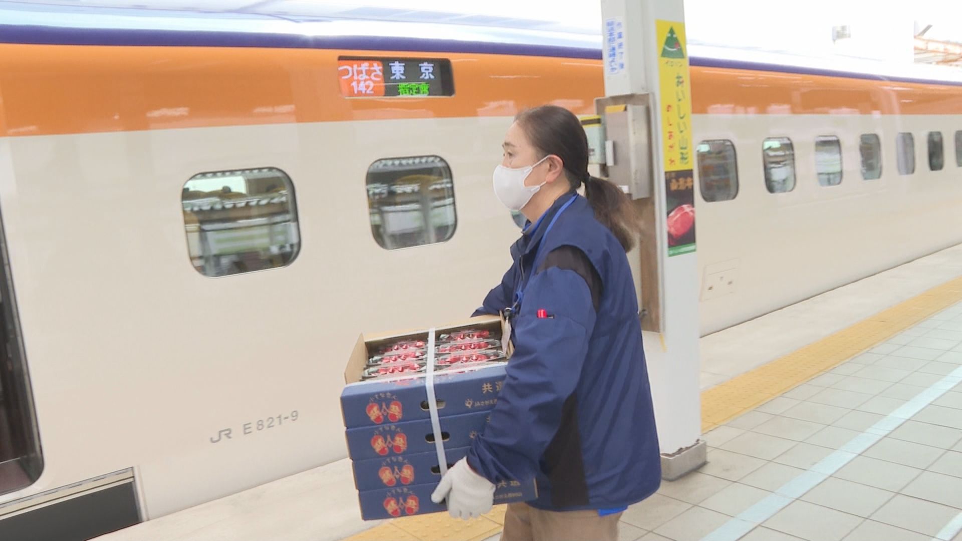 朝に収穫したばかりのサクランボ 山形新幹線で運べず東北新幹線に