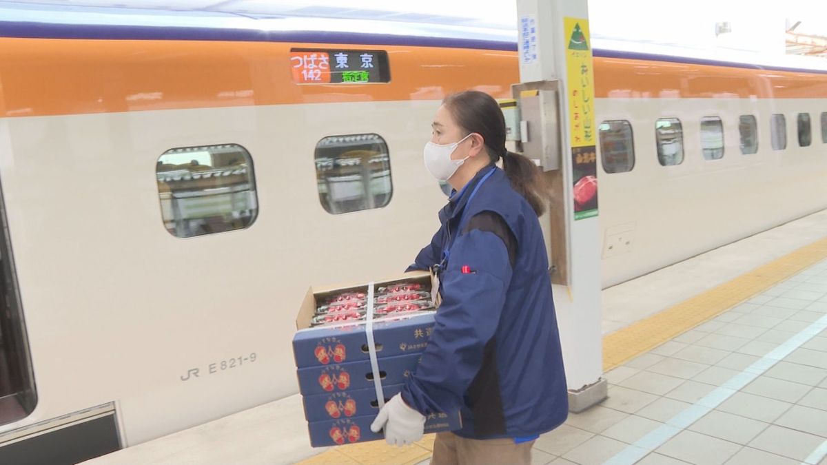 朝に収穫したばかりのサクランボ　山形新幹線で運べず東北新幹線に切り替えて搬送