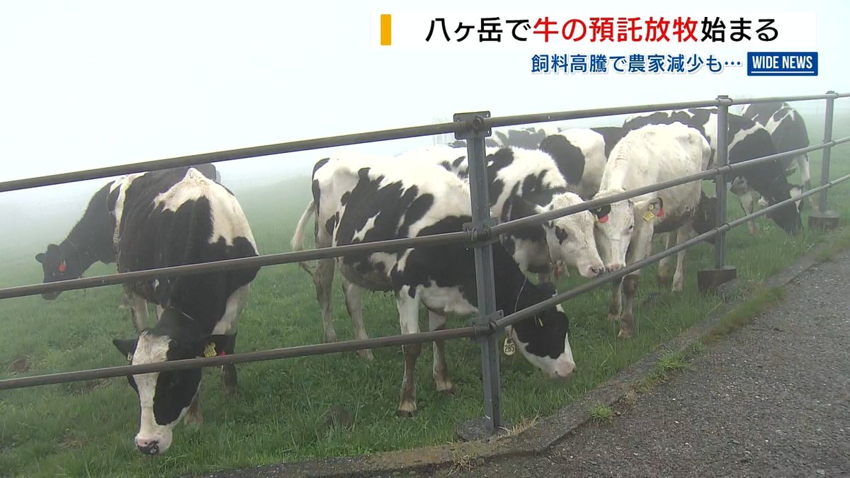  八ヶ岳で「預託放牧」始まる 農家の廃業進み牛減少 飼料高騰が影 山梨県