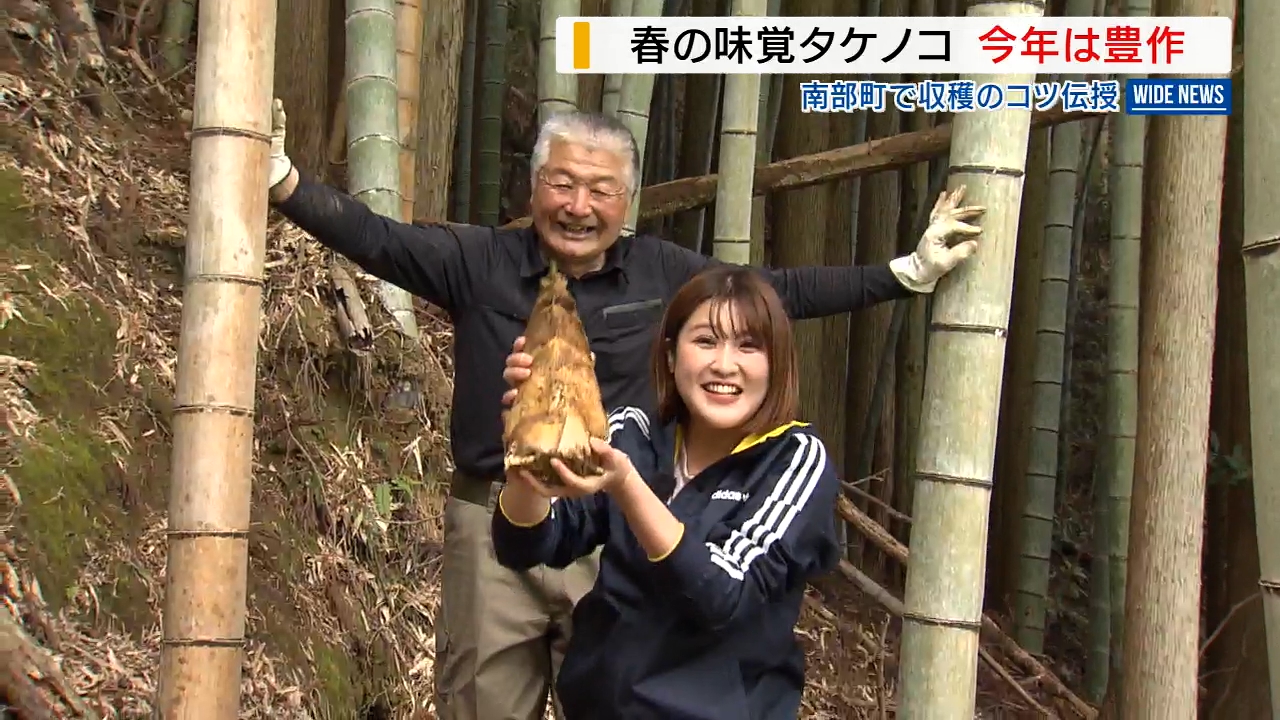 タケノコ採れた！」収穫作業始まる 今年はうれしい「表年」イノシシの