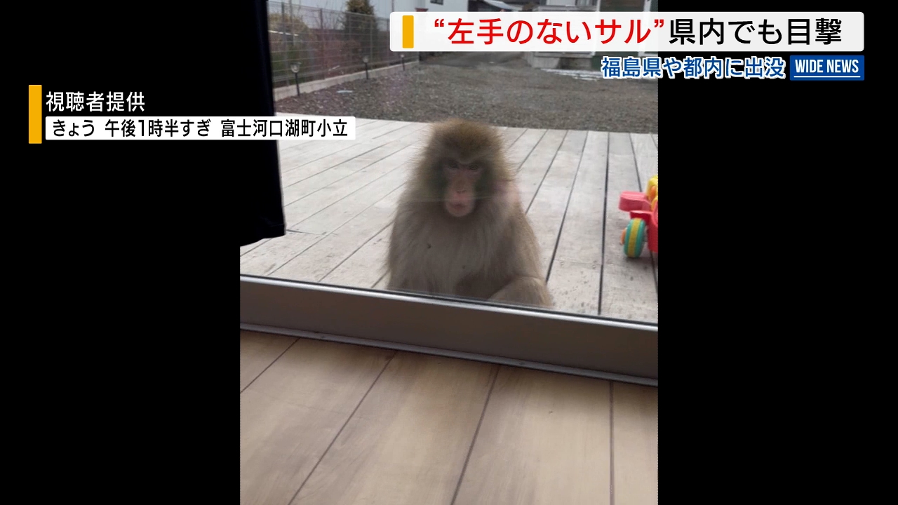 サル様　確認用 サル様確認用