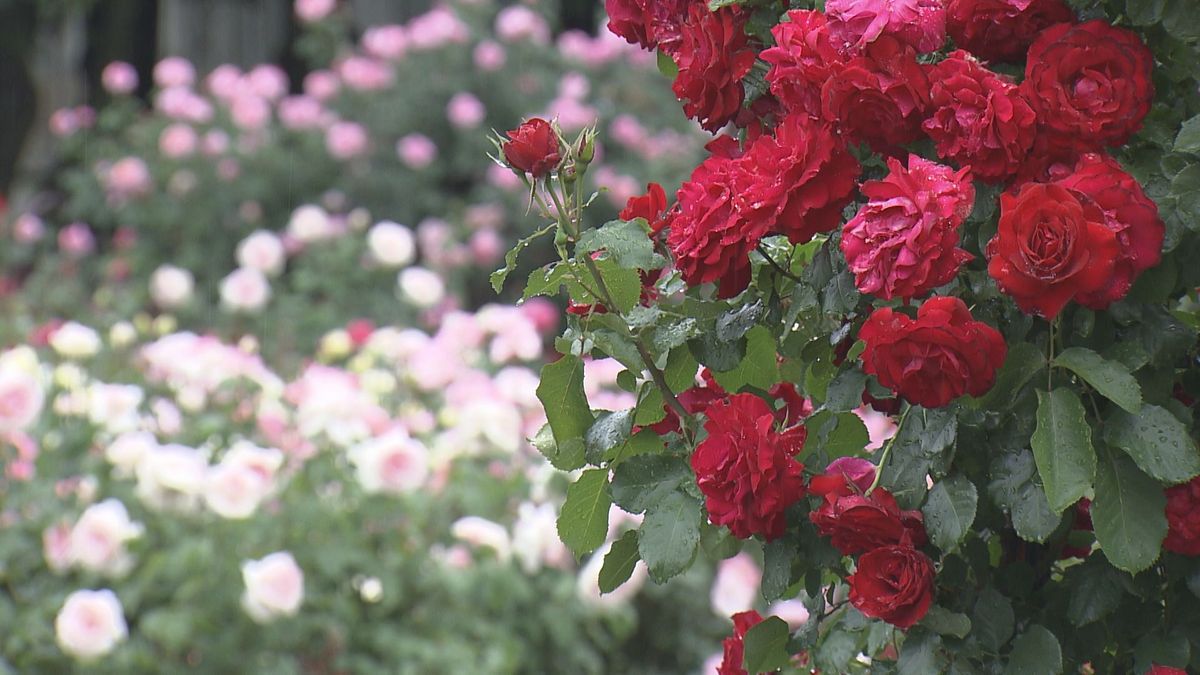 甲府・芸術の森公園 1300本のバラが見頃に 色とりどりの48種類 山梨県