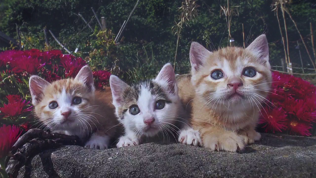 ねこ、猫、ネコ…「ねこづくし」の写真展 忍野村で開催中 岩合