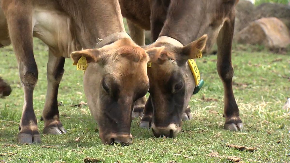 清里・清泉寮 “引退”のジャージー牛 「放牧スポット」を公開 山梨県　