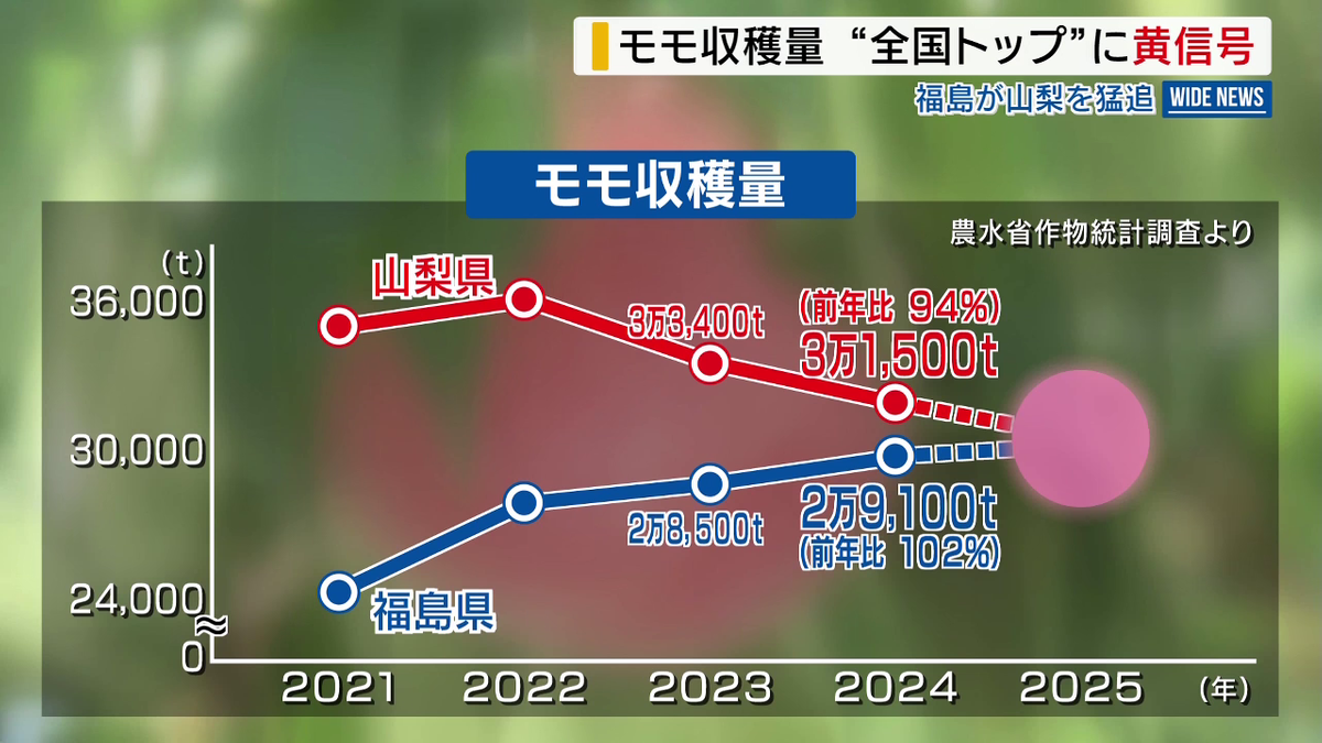 山梨のモモ収穫量 「日本一」の座に“黄信号” 59年連続トップも