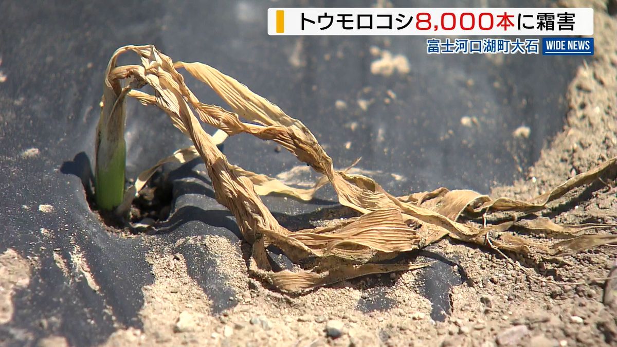 「一からやり直すしか…」トウモロコシ8000本が遅霜被害 10日の冷え込みで 富士河口湖の農園