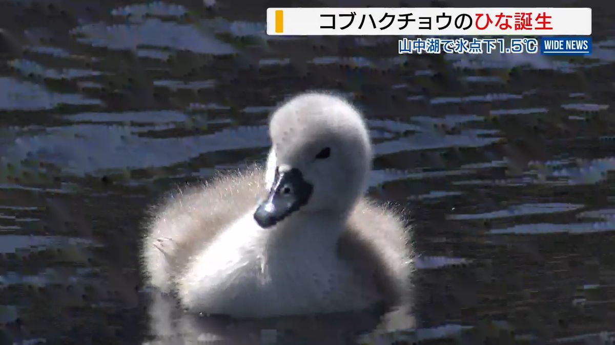 ハクチョウひな誕生 山中湖で氷点下1.5℃ 一日の気温差20℃以上に 山梨県