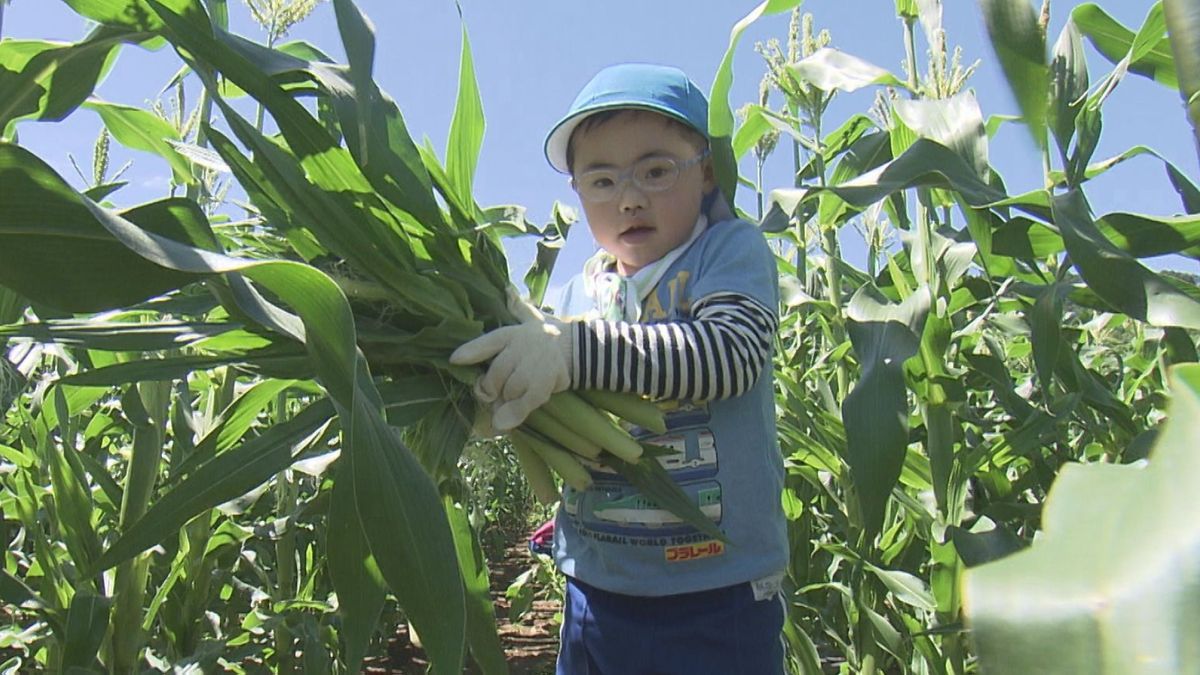 「マヨつけて食べたい！」園児が手伝いベビーコーン収穫  山梨・市川三郷町