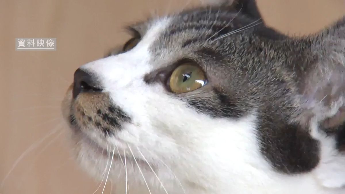 犬猫の殺処分3年連続ゼロ 継続へ県がクラファン実施 引き取りは400匹以上 山梨（2026年9月23日掲載）｜YBS NEWS NNN