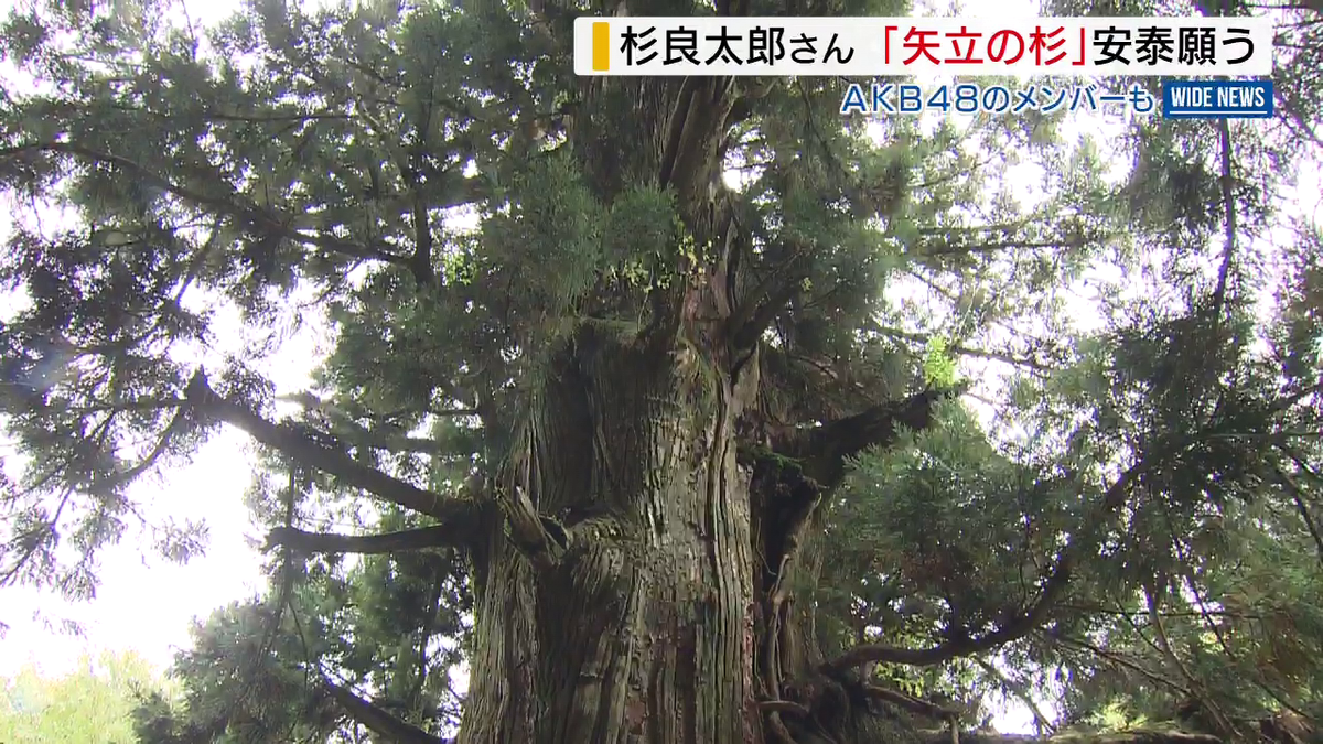 杉さま「矢立の杉」に 樹齢1000年…安泰願う AKB48のメンバーも 山梨