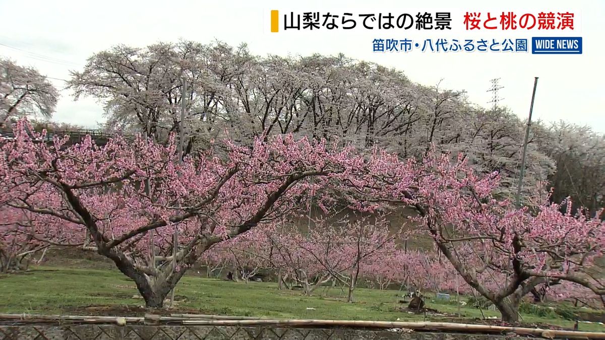 笛吹・八代ふるさと公園 桜と桃の花が“競演” 花見客でにぎわう 山梨県