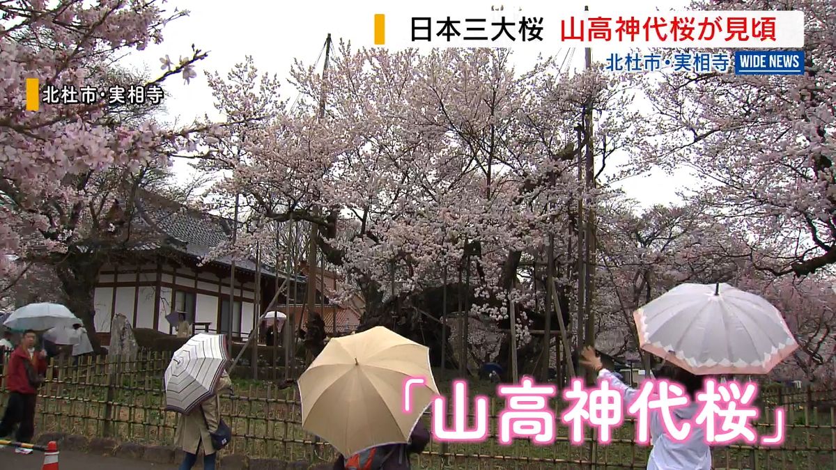 樹齢2000年「山高神代桜」が満開 日本三大桜のひとつ 山梨・北杜