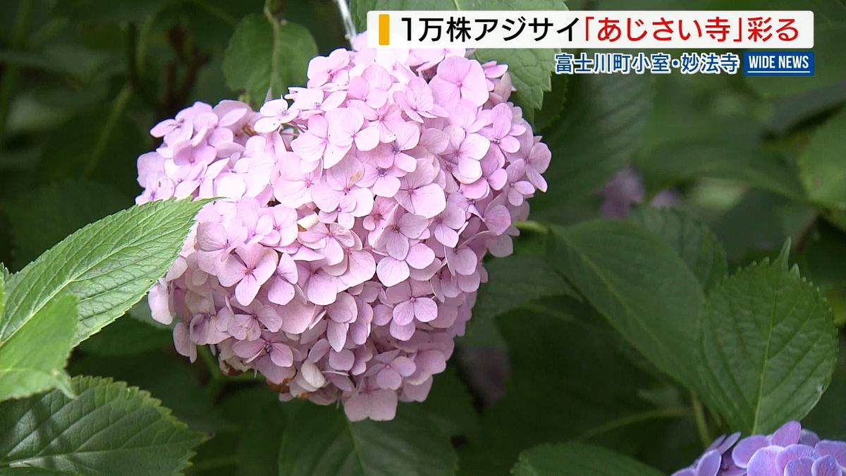 珍しい“ハート形”も「アジサイ寺」で1万株見頃 境内を鮮やかに彩る 山梨・富士川町